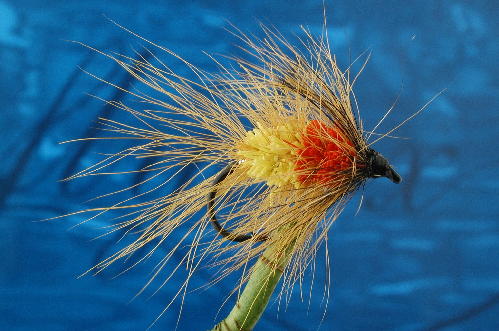 Hairy Aberdeen Angus Bomber