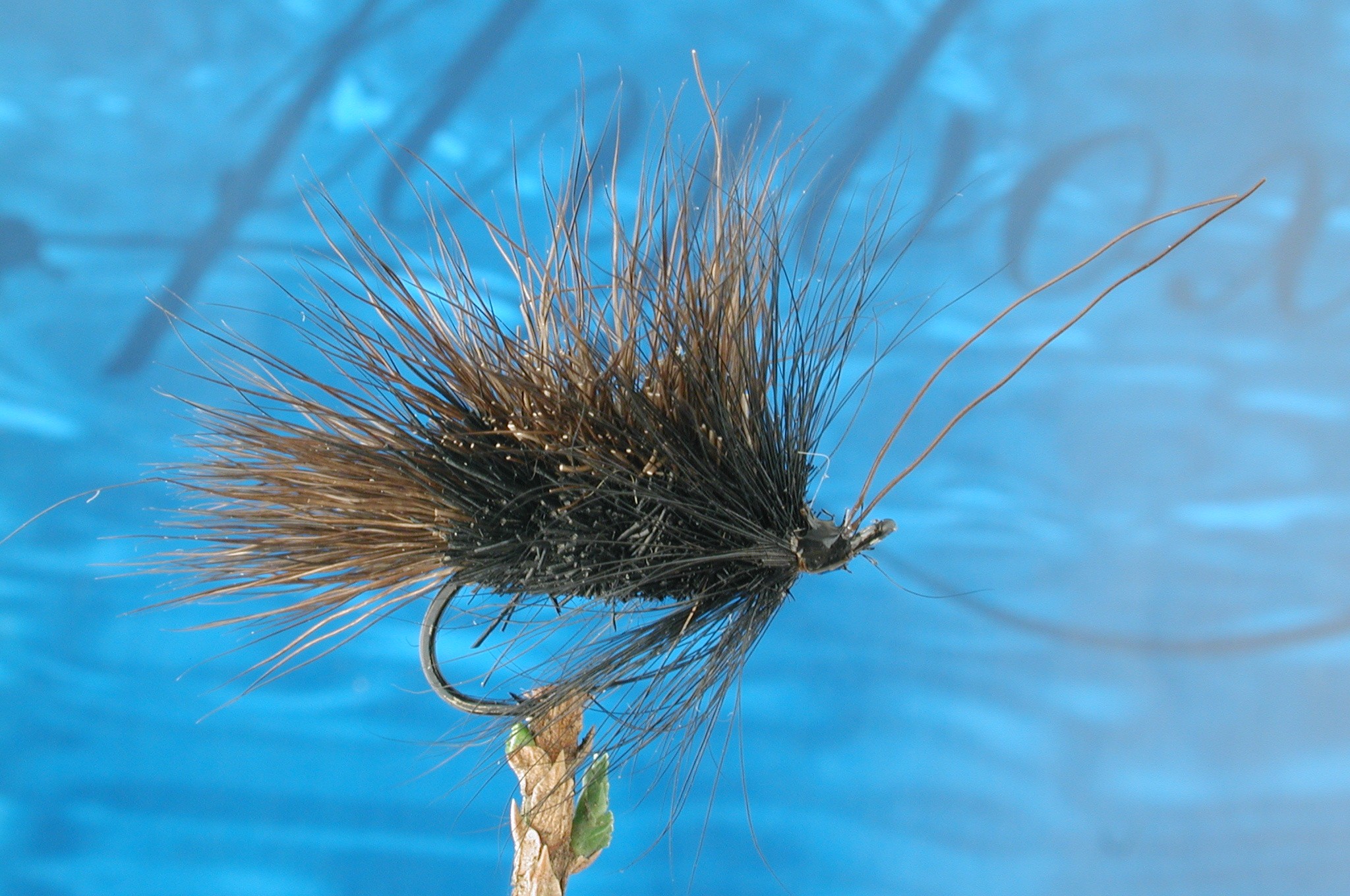 Hairy Black Sedge