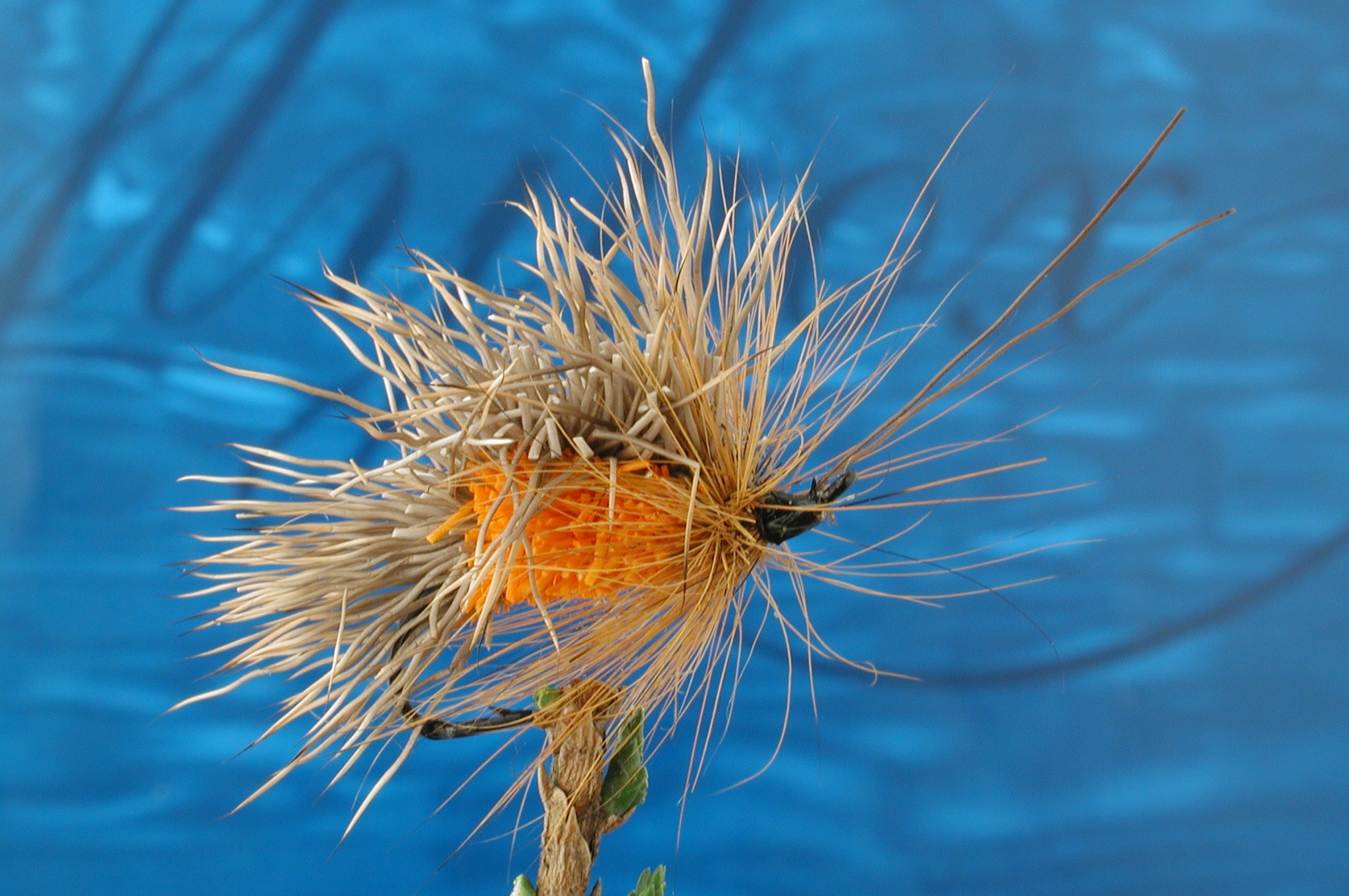 Hairy Orange Sedge