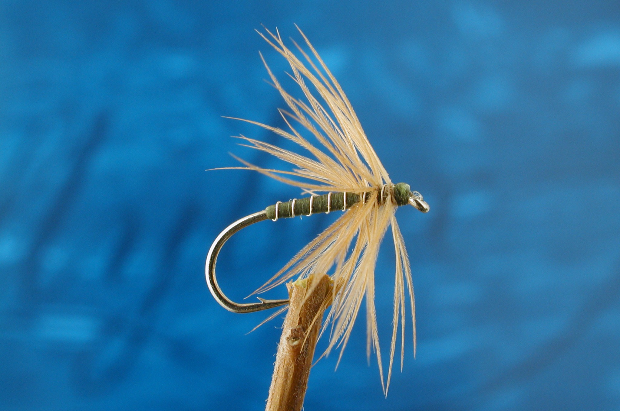 Olive and Ginger Spider