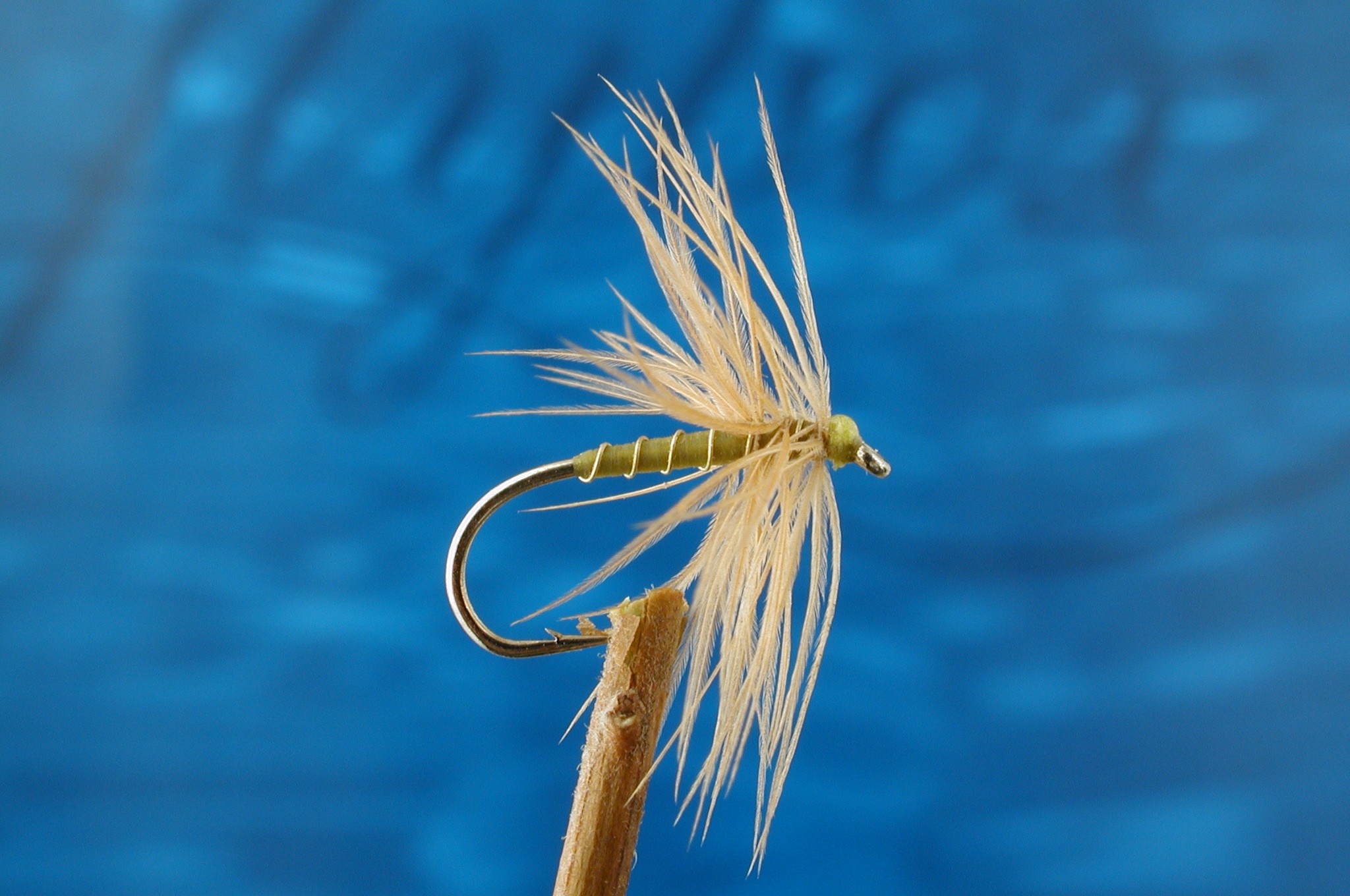 Yellow and Ginger Spider