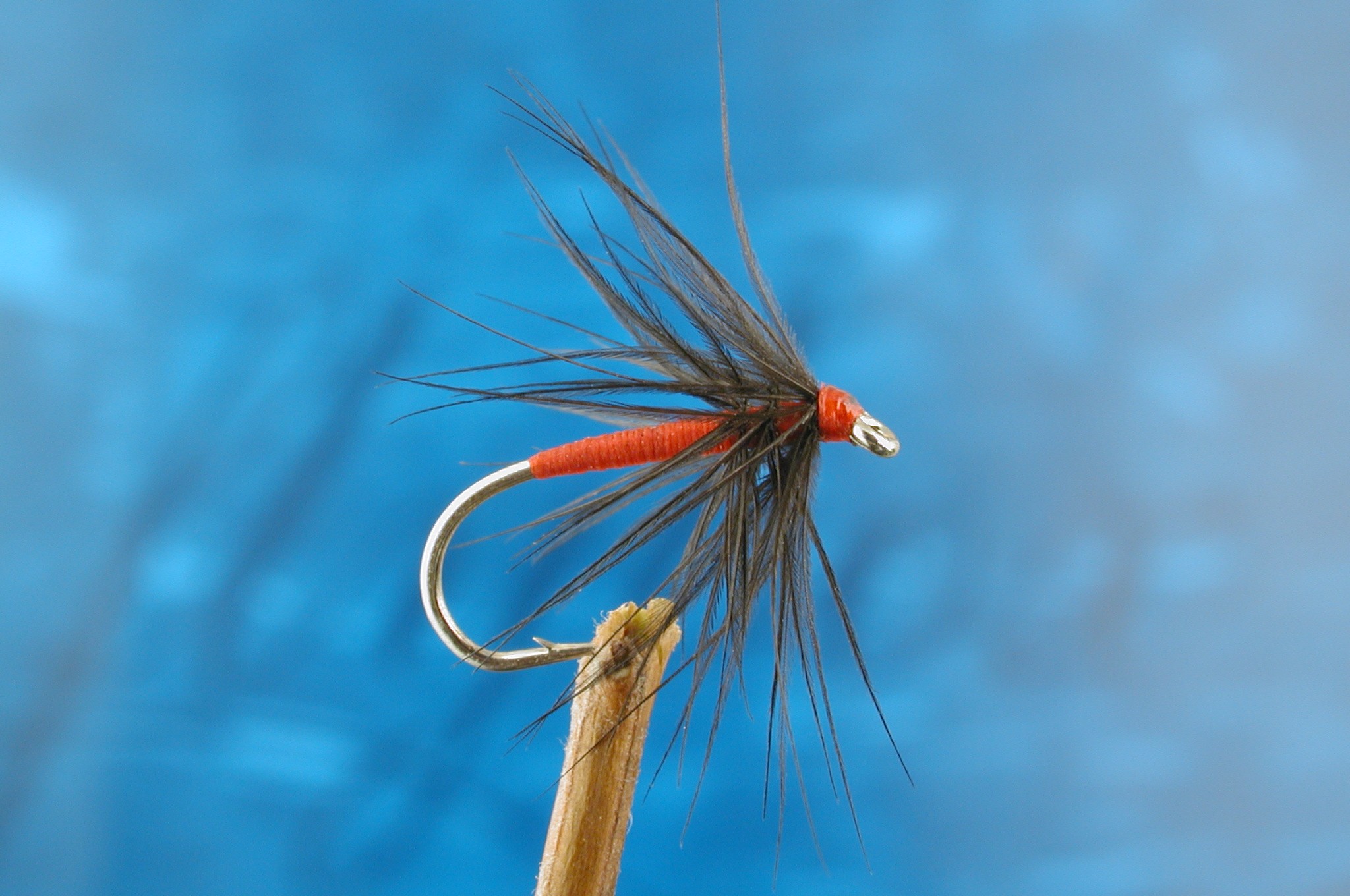 Red and Black Spider