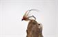 Hare's Ear Hopper