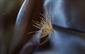 CDC Midge Light Brown
