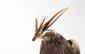 Woodcock and Hares Lug Spider